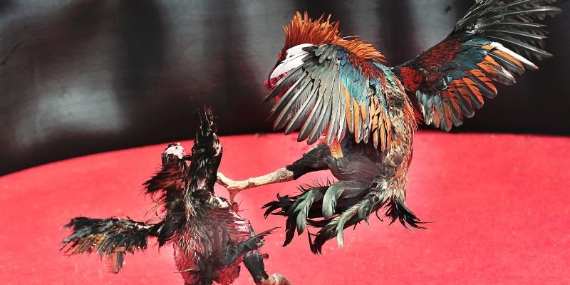 Đá gà V9BET là gì